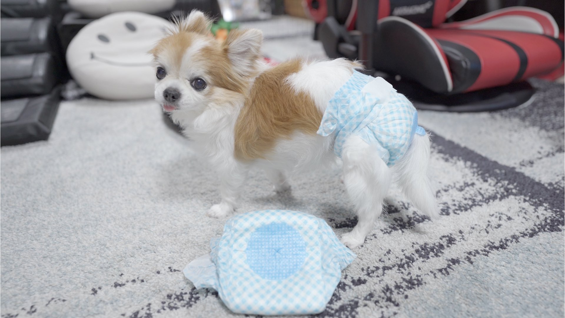 犬のオムツ Twitter Search Twitter