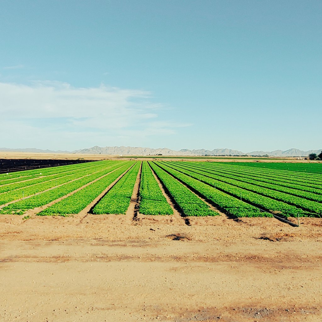 VisitYumaAZ's tweet photo. Driving through #YumaCounty and had to pull over and capture all the green🥬💚 #yumafarming at its best.🙌
#YumanNature #visityuma #farm #agriculture #yumaag #yuma #yumaaz #mountains #fallcrops #travel #yumaarizona #visitaz #visitarizona #yumafarming #thankful https://t.co/AuQMfBCoi1