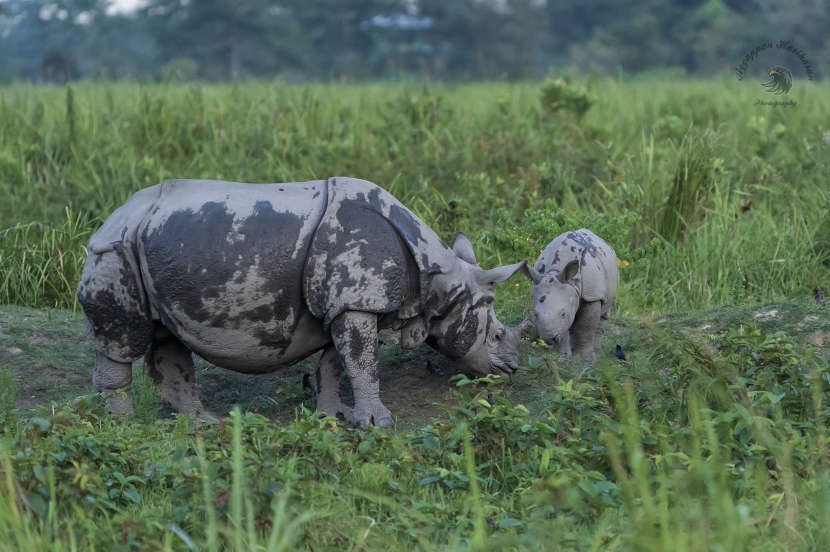 #AnythingButBirds Rhino with its calf. Pride of #manasnationalpark Pride of India.
#IndiAves #BBCWildlifePOTD #ThePhotoHour #SonyAlpha @incredibleindia #Assam