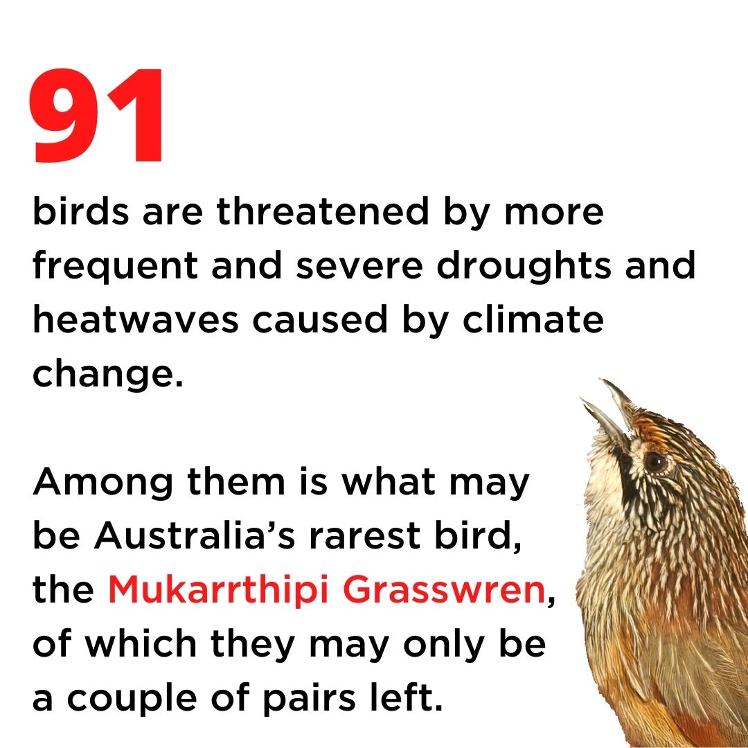 BirdlifeOz's tweet photo. The Action Plan for Australian Birds 2020 reveals that climate change and fire are the biggest threats to Australian birds, as well as habitat loss and predation by feral animals.

📷Mukarrthipi Grasswren by Mick Todd https://t.co/qv913uM8Wm