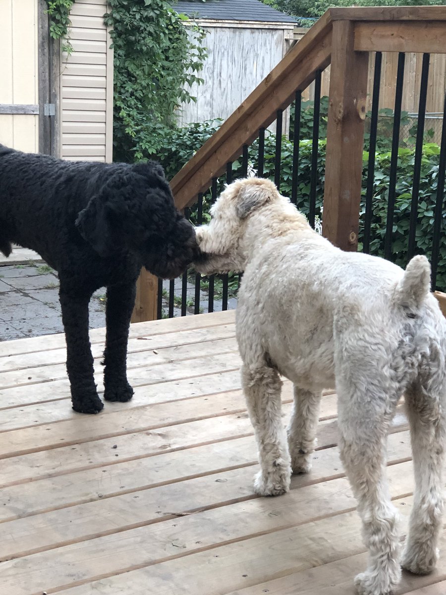 DNaufalMoffatt's tweet photo. @MartaMorganUSS Twice the fun and double the puppy love with these two beautiful beasts. 🐾💕 https://t.co/ycAv9Lx703