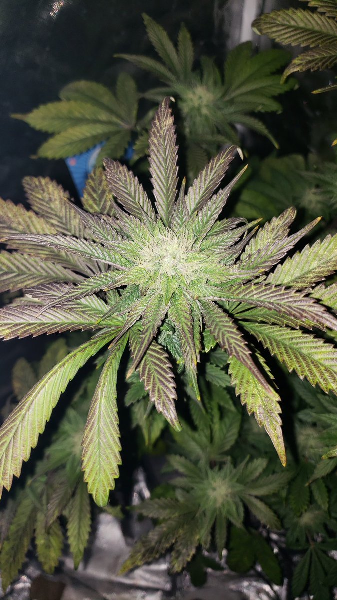 I just can't stop looking at her, MoD from @irvineseeds & @heknowsgrows  under a SF2000 from @spiderfarmerled #growyourown #irvinearmy #girlsgrow #spiderfarmerled #spiderfarmerblackfriday