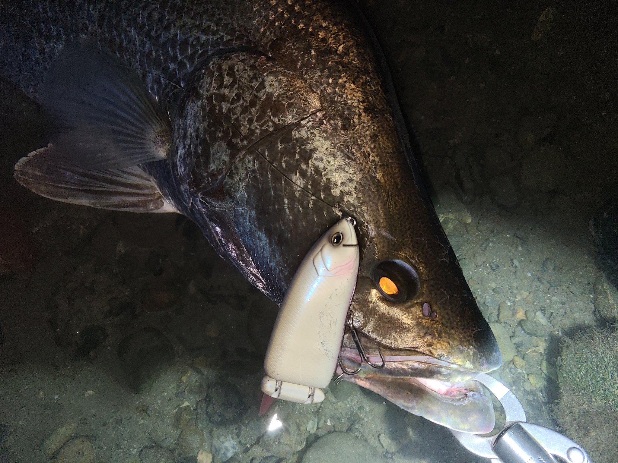 柿本岳志(かっきー) on X: 