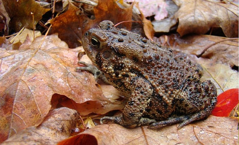 Did you know some frog's heartbeats and other bodily functions completely stop in the winter? 

They're completely freeze-tolerant! bit.ly/2JMuFkN