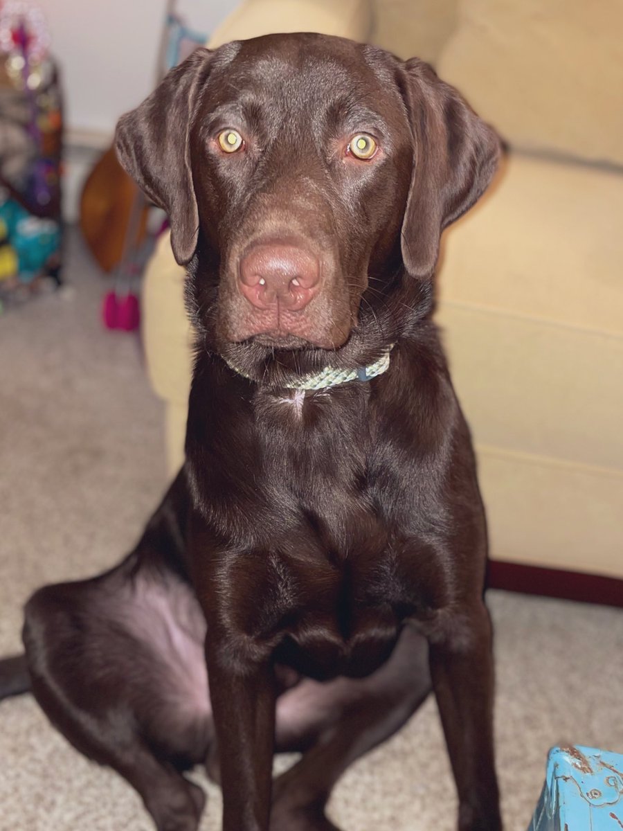 DJGarritson's tweet photo. Hunka Hunka Choco Lab ❤️ https://t.co/AgaqZuyHGg