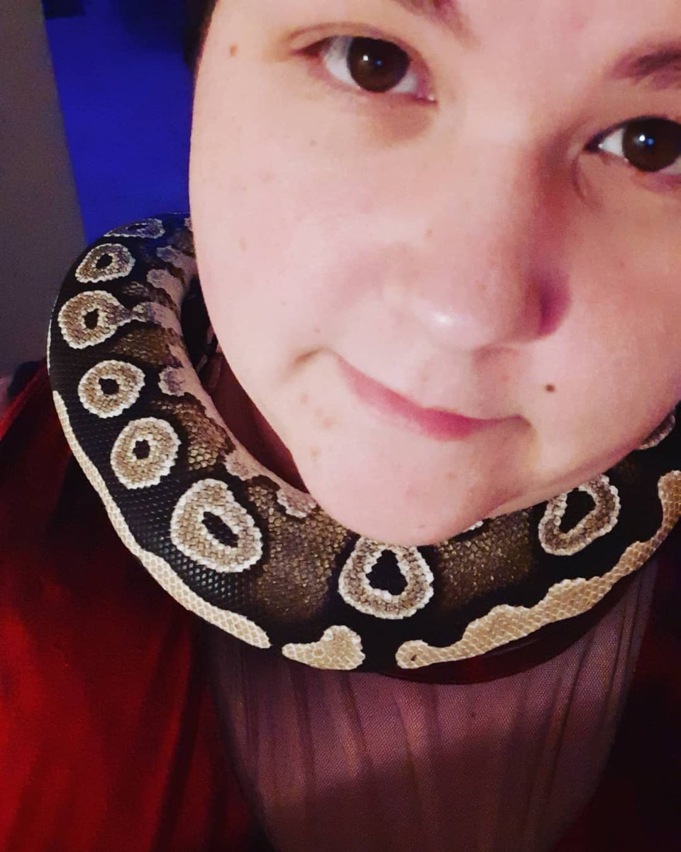 RainbowMortem's tweet image. My big girl Scoot.

#Scoot 
#Mojavi 
#BallPython 
#HappyGirl 
#SnakeMom 
#Beginner