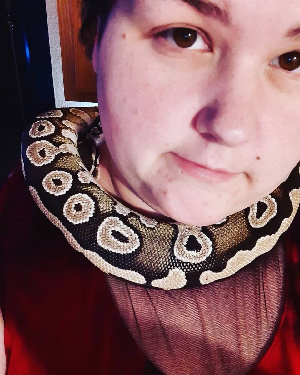 RainbowMortem's tweet image. My big girl Scoot.

#Scoot 
#Mojavi 
#BallPython 
#HappyGirl 
#SnakeMom 
#Beginner