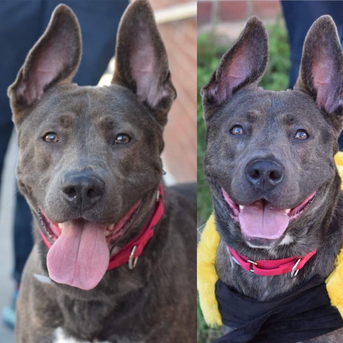 COLOSSUS #127096 CAME IN AS A STRAY. Because he didn’t adjust immediately, they’ll kill him Friday. 2 years old and very strong, he'll need an experienced person who can manage and train him. Save him with pledges via @tomjumbogrumbo PLEASE RT COLOSSUS! m.facebook.com/photo.php?fbid…