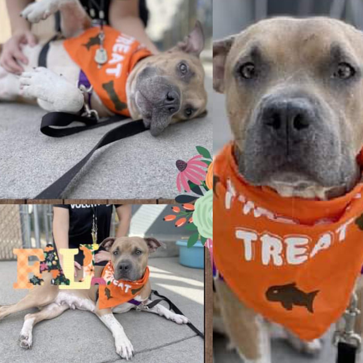 DUCHESS #128193 WAS A WOUNDED STRAY. <a href="/NYCACC/">Animal Care Centers of NYC</a> WILL FINISH THE JOB AND KILL HER THURSDAY. Adorable, initially snuggly and friendly, but now inside a kill pound, is guarded and shy. Save her with pledges via @tomjumbogrumbo PLEASE RT DUCHESS! m.facebook.com/photo.php?fbid…