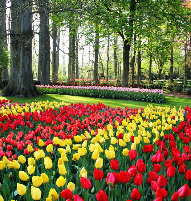 arcticnaka95's tweet image. – Tulipa
Normalmente associada à Holanda, por ser este seu maior produtor no mundo e por ter representatividade na economia do país, a flor é de origem asiática. Existem cerca de 100 variações da espécie, que necessita de um lugar fresco e com boa luminosidade para o cultivo.