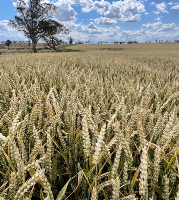 #SFCesarioWheat looking the goods @Junee #seedforce #farming #riverina available from HBS in 2022