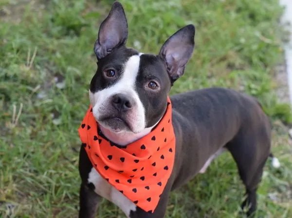 THURSDAY, THEY’LL KILL ADORABLE PUPPY LIGHTNING #128403. Sweet-faced stray, he seeks attention, doesn’t understand why they won’t give it to him. It’s stressing him. Now it’ll be an excuse to murder him. Pledges via @tomjumbogrumbo PLEASE RT LIGHTNING! m.facebook.com/photo.php?fbid…