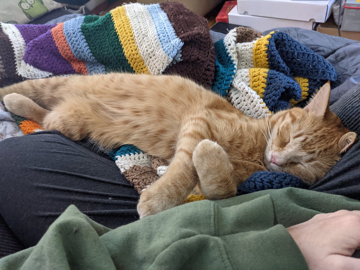 theuniquebeing's tweet photo. 💕 #kitten https://t.co/UUijRjxLWy