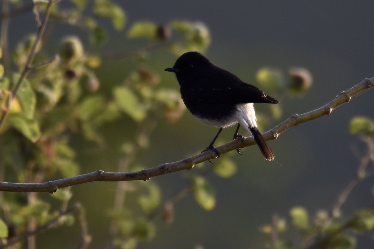 #Piedbushchat #indiaves #birding #tinybirds