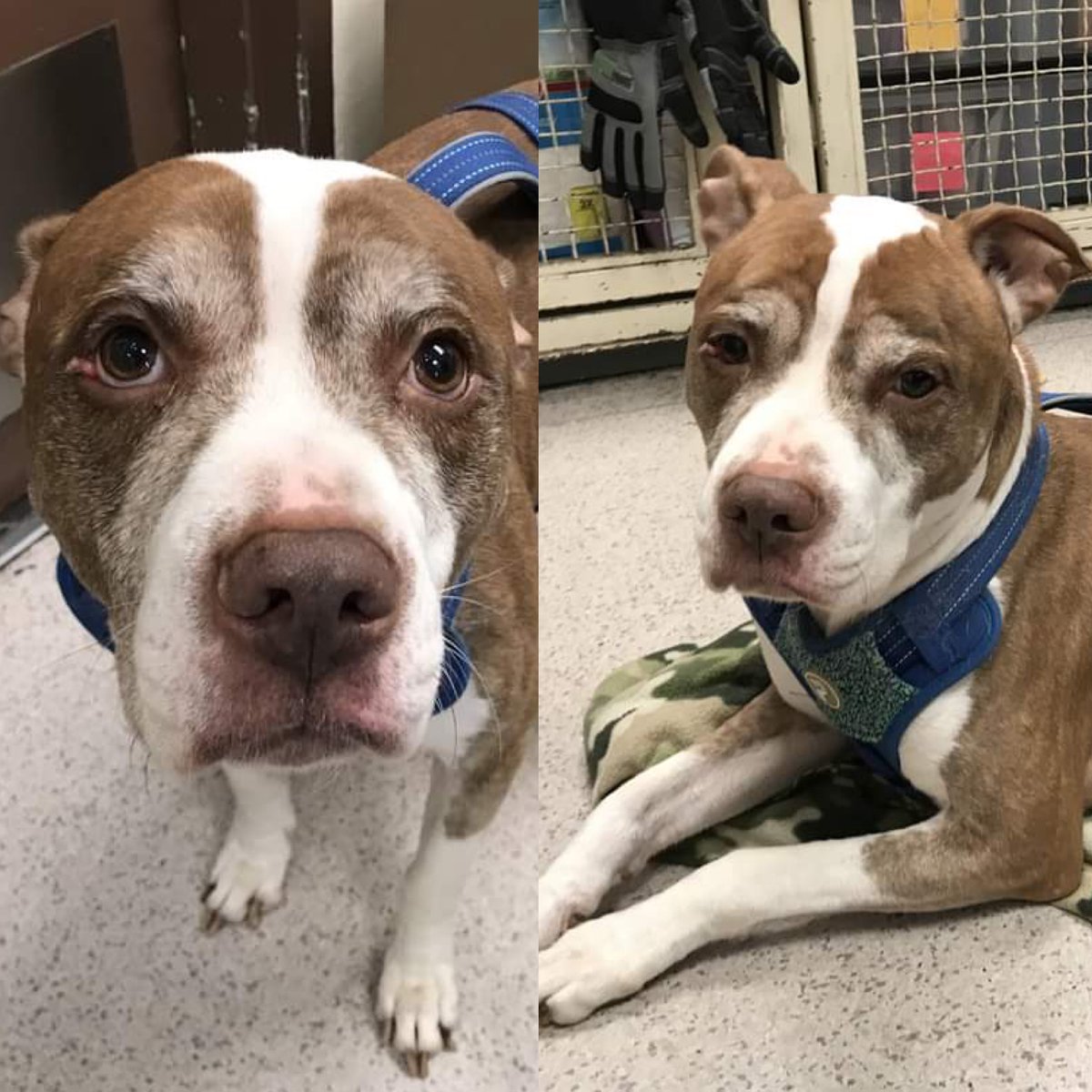 HIS “HUMANS” MOVED, LEAVING 9-YEAR OLD KING BERNARD #131168 TO DIE THURSDAY. Despite best possible conduct scores, <a href="/NYCACC/">Animal Care Centers of NYC</a> waited only a day to put him on the kill list. Loves naps, snuggles, even cats! Pledges via <a href="/tomjumbogrumbo/">Keith Olbermann's Dogs</a> PLEASE RT KING BERNARD. m.facebook.com/photo.php?fbid…