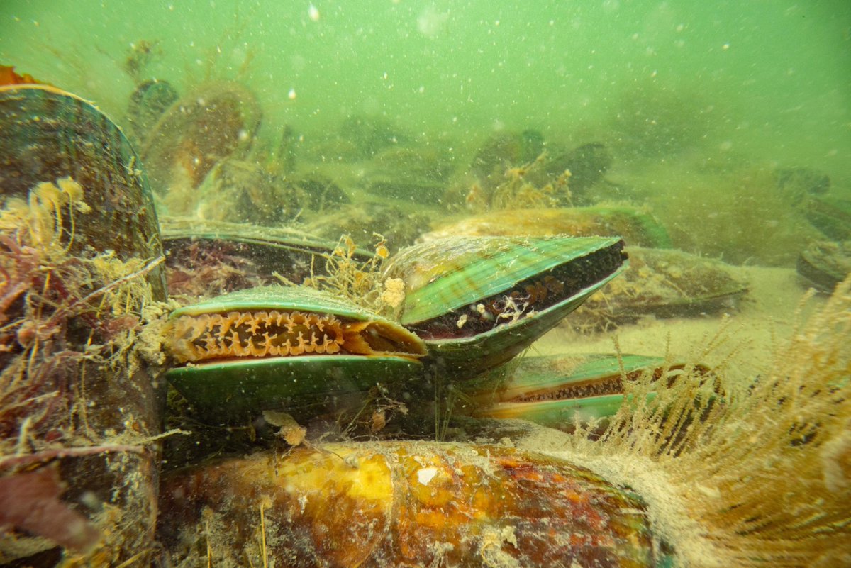 TNCAsiaPacific's tweet photo. Proud to support the latest efforts to re-establish kūtai / green-lipped mussels in New Zealand's Ōkahu Bay! An inspiring collab with Ngāti Whātua Ōrākei and the Revive Our Gulf project. © Shaun Lee/Revive Our Gulf  https://t.co/YWMhRidxa6 https://t.co/JyCPvQadVW
