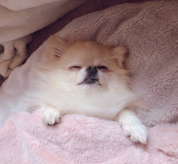 爆笑 もふもふ犬がサマーカットに挑戦 ポメチワたろす ポメラニアン チワワ ミックストリミング カット 柴犬カット 小型犬 わたあめ 癒しの犬動画