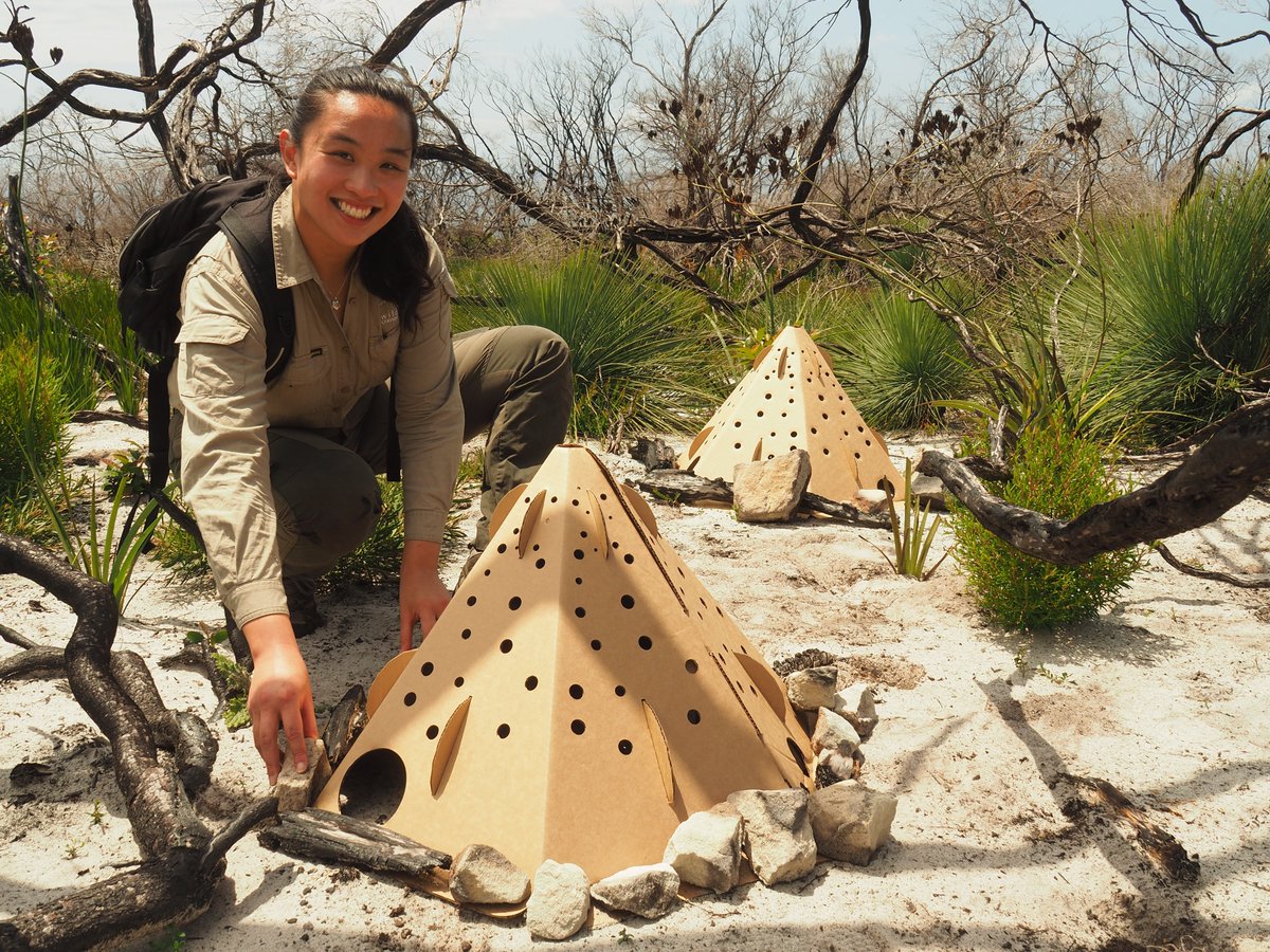 Sydney_Science's tweet photo. #Biodegradable ‘flat-pack’ homes are being deployed this week at North Head Sanctuary to help vulnerable animals survive after bushfires. The pods are part of a world-first @awconservancy research project and a PhD project by @sydney_uni ecologist @AngelaFRana_. https://t.co/I9NrJzrWJv