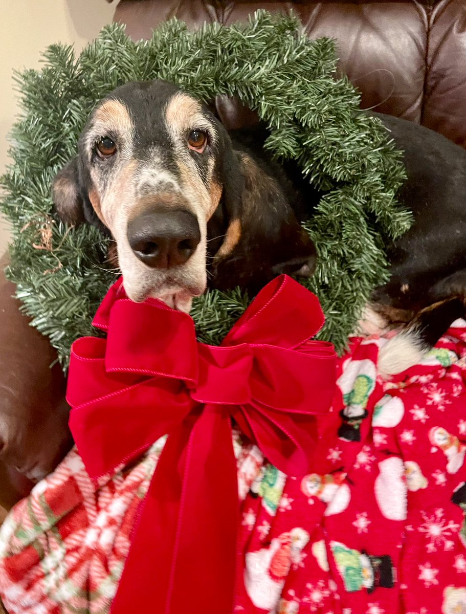 Let the countdown to Christmas begin!!! #festivefranco #beloitbasset #francoharris