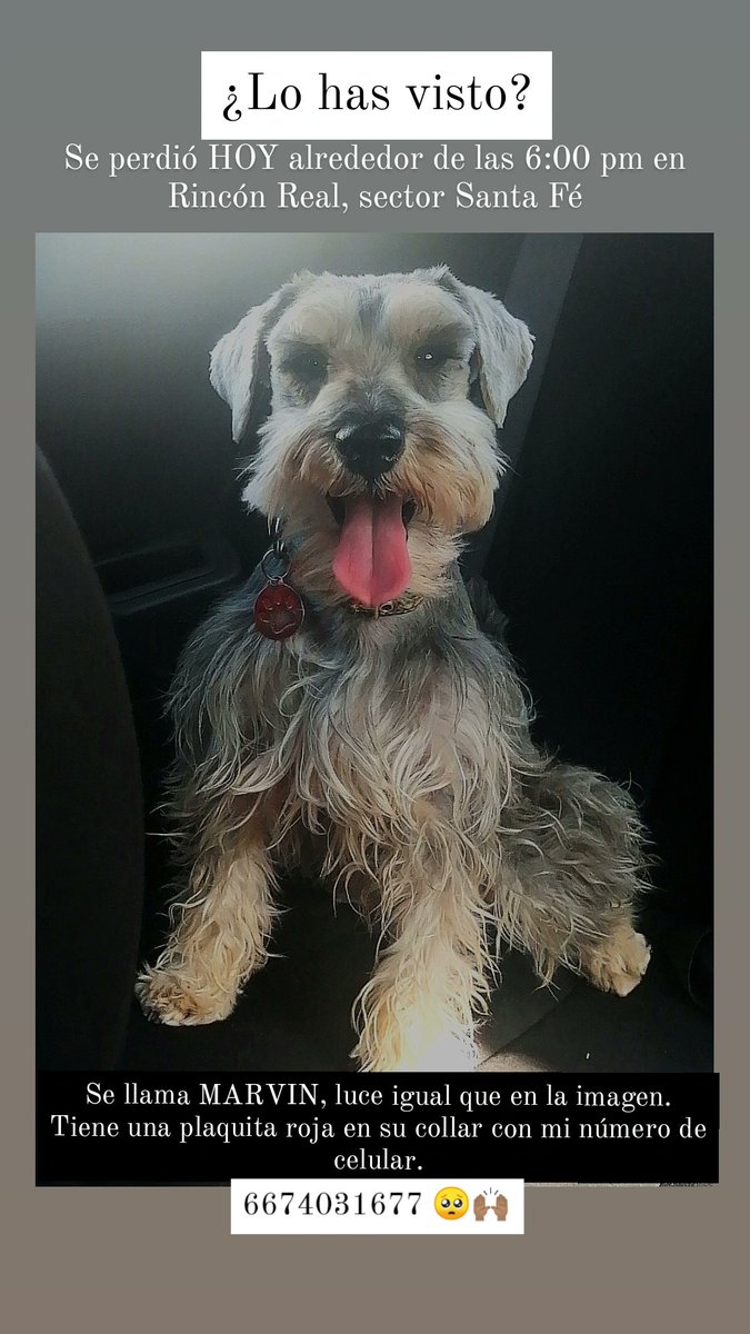 mnrrzs_'s tweet photo. Ayúdenme a encontrarlo, porfavooooor 🥺🙌🏽
Se llama MARVIN, es un Schnauzer salpimienta, sale a pasear, JAMÁS se pierde, todos en el fraccionamiento lo conocen. Tememos que alguién se lo haya llevado. Tiene una plaquita roja en su collar.
6674031677 🙌🏽📞 https://t.co/ba84UXuU2S