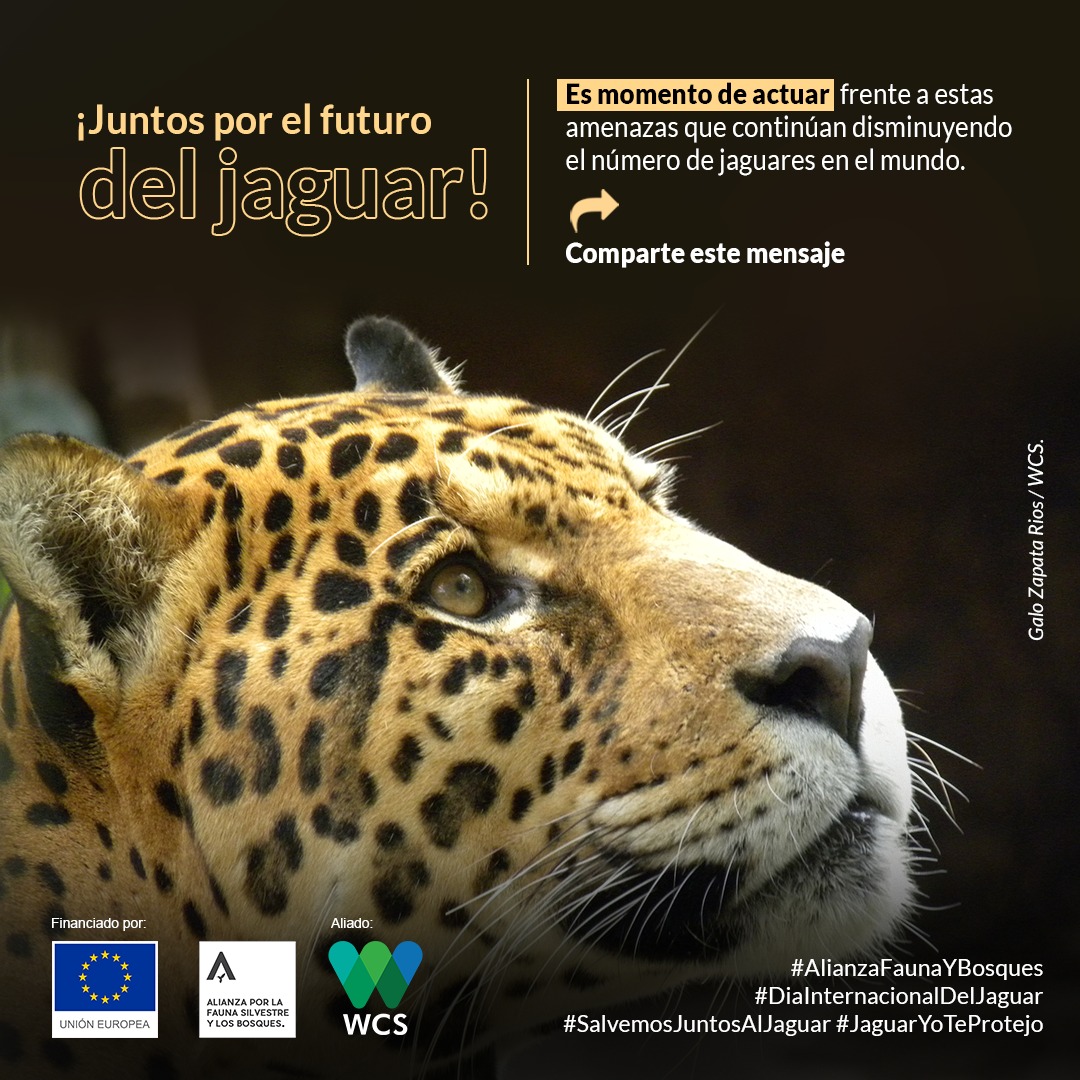 @EU_Partnerships funded #AlianzaFaunaYBosques, the very sister project of #PartnersAgainstWildlifeCrime on the other side of Planet 🌍, just marked the International Day of the Jaguar. #TogetherAgainstWildlifeCrime #EU @TheWCS