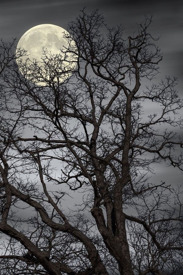 saturninsta's tweet photo. Te dedico la última luna de noviembre. 🌕 https://t.co/HB2nGy1ds2
