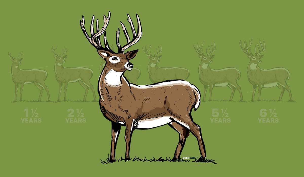 DeerLab's tweet image. Our latest blog post on "How to Age a Deer and Why It's Important" is now up.
deerlab.com/blog/how-to-ag…

#deerhunting #deer #whitetail #deerlab
