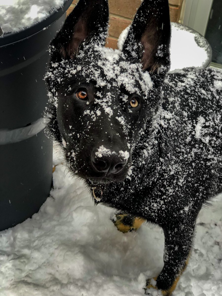 PreesIRL's tweet photo. First winter and he is having a blast https://t.co/83HT5WWJh7