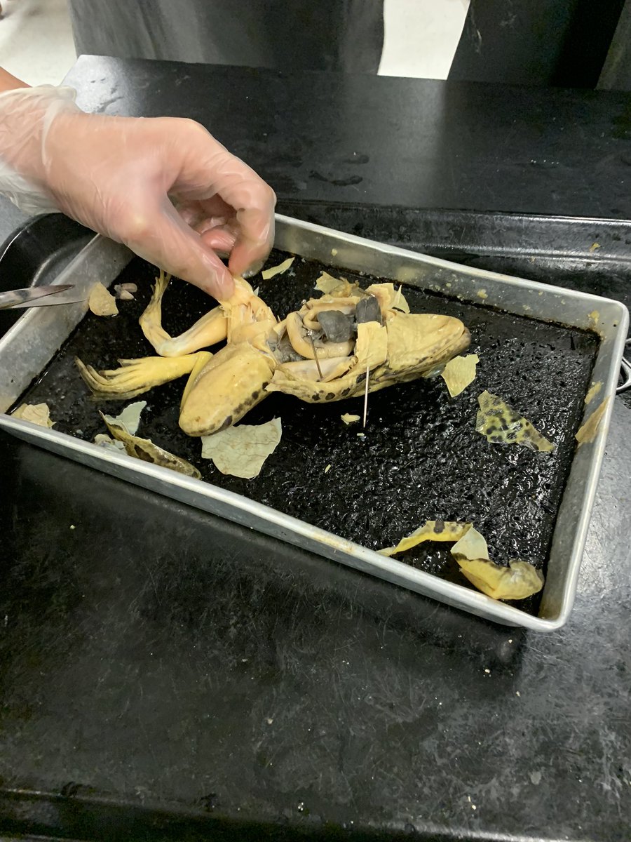 MsHertzler's tweet photo. Science is fun!!! #frogs #fun #LetsGetFilthy @AlbrightMS https://t.co/3MvqvCRnaf