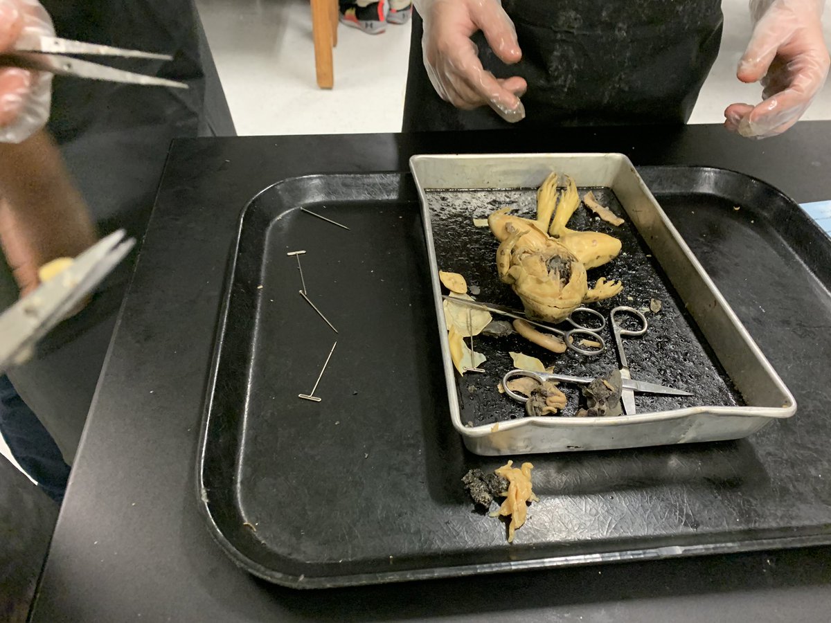 MsHertzler's tweet photo. Science is fun!!! #frogs #fun #LetsGetFilthy @AlbrightMS https://t.co/V40n8SOIFY