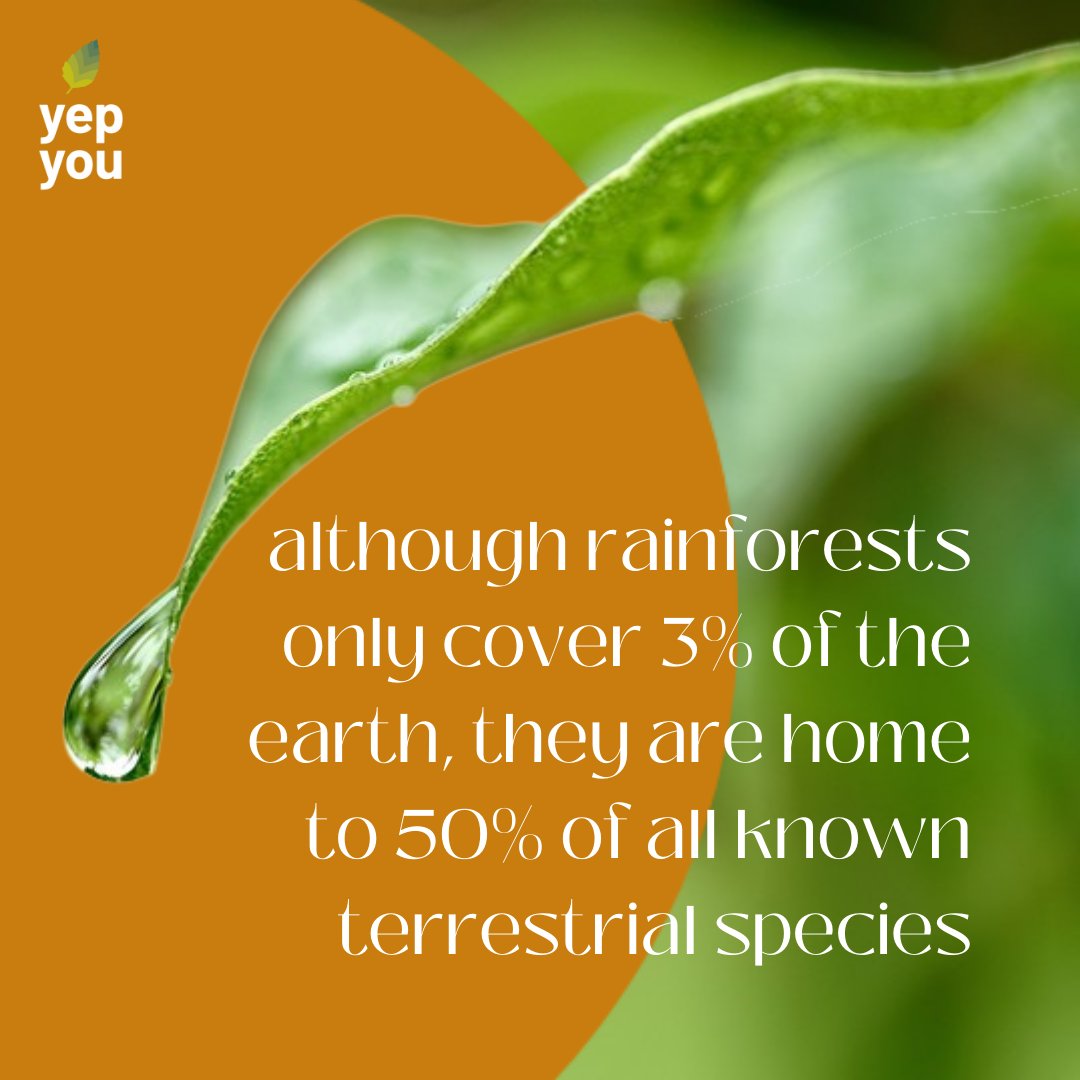 Yepyou8's tweet photo. High species richness within rainforest communities is largely due to their equatorial location, high level of rainfall and available sunlight. 
⁠
⁠
#ecology #diversity #speciesrichness #climate #carbonoffsetting #ecofacts #wildlife https://t.co/d8oSF1xhxY