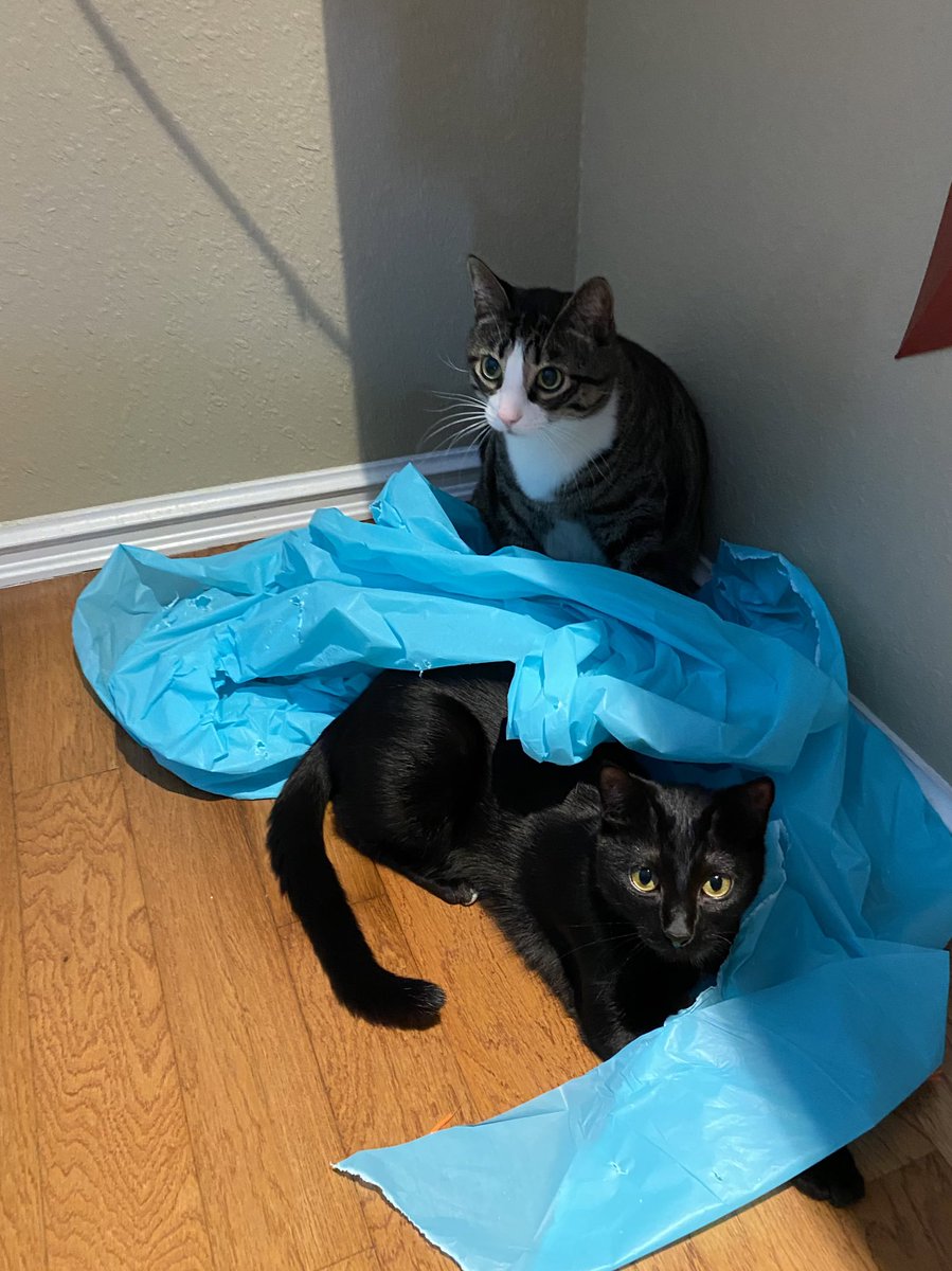 tuxedobabey's tweet photo. sibling bonding (mom paid me to do this) https://t.co/SAI86X4rVu