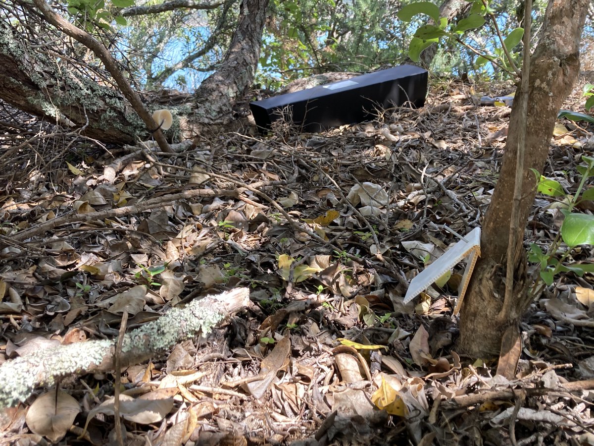 tekorowaiheke's tweet image. This week marks the first round of monitoring for the #ratpilot! Ink cards, wax blocks & chew cards were deployed to 19 areas to find the most sensitive #detectiontool for different habitats. What will they reveal? Keep an eye out for the results over the next week 👀 #PF2050