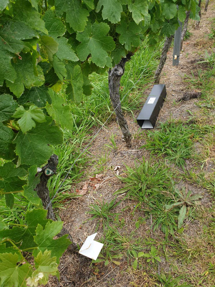 tekorowaiheke's tweet image. This week marks the first round of monitoring for the #ratpilot! Ink cards, wax blocks & chew cards were deployed to 19 areas to find the most sensitive #detectiontool for different habitats. What will they reveal? Keep an eye out for the results over the next week 👀 #PF2050