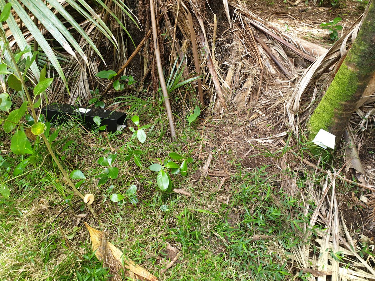 tekorowaiheke's tweet image. This week marks the first round of monitoring for the #ratpilot! Ink cards, wax blocks & chew cards were deployed to 19 areas to find the most sensitive #detectiontool for different habitats. What will they reveal? Keep an eye out for the results over the next week 👀 #PF2050