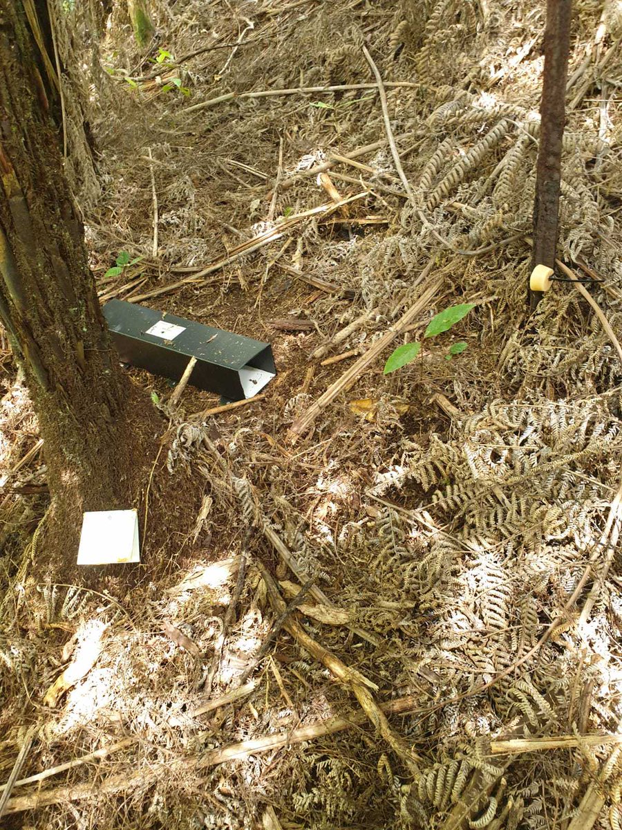 tekorowaiheke's tweet image. This week marks the first round of monitoring for the #ratpilot! Ink cards, wax blocks & chew cards were deployed to 19 areas to find the most sensitive #detectiontool for different habitats. What will they reveal? Keep an eye out for the results over the next week 👀 #PF2050