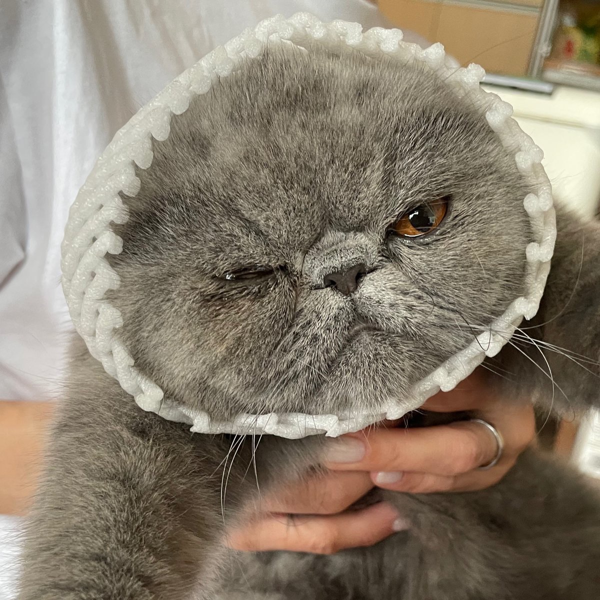 絶対に♡押すんじゃないぞ！】 にこみさんどーっちだ？ #猫のいる