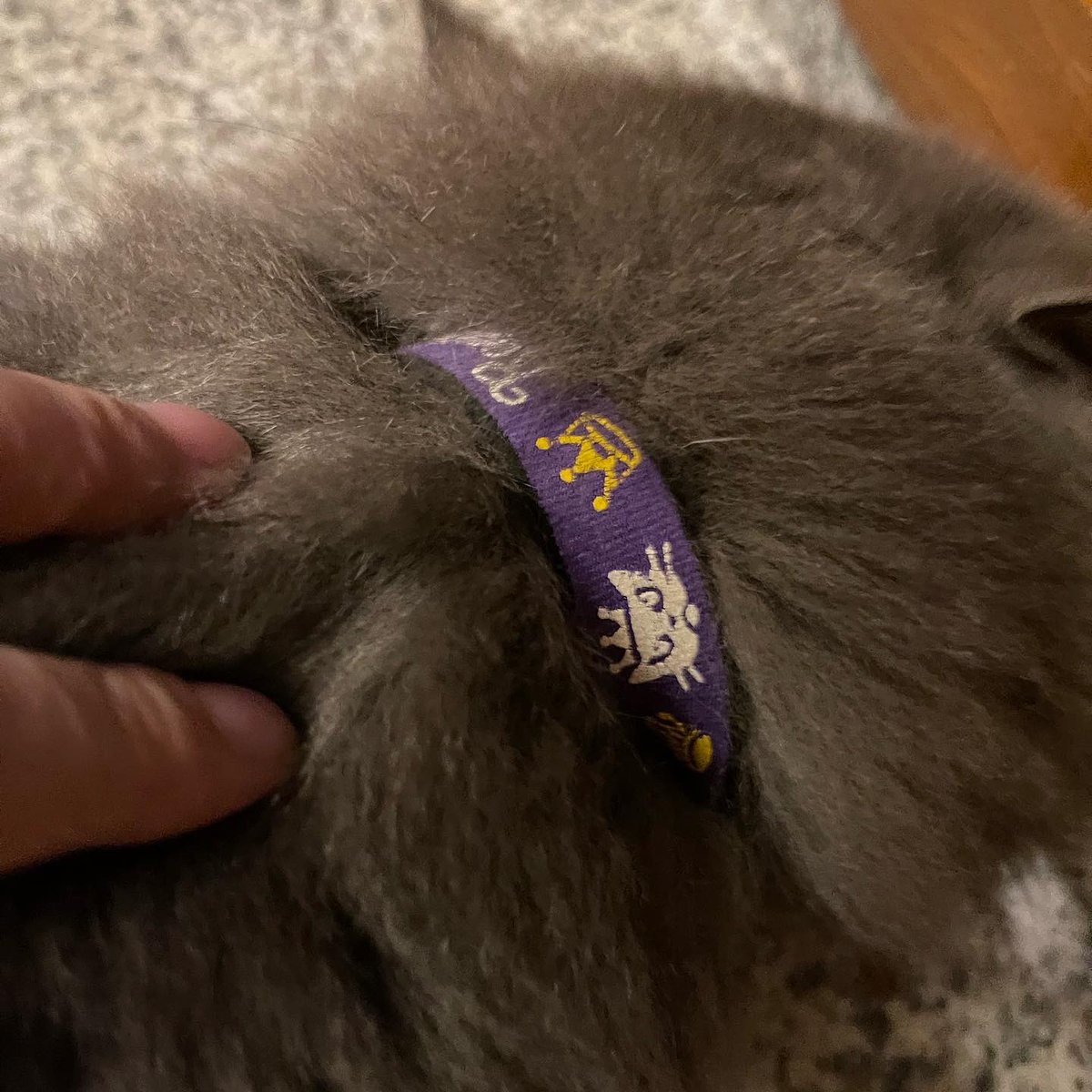 kainushi_doco's tweet photo. 2021.11.26(日)から見掛けるようになった猫ちゃんの迷い猫のようです。飼い主さん探してます。
グレー、緑の目、長毛、首輪あり。
非常に人懐こいです。近所の野良猫と喧嘩になるのでケガをしないか心配です。
#迷い猫　#迷子猫　#迷子　#飯田市 https://t.co/LeEeGst2IE