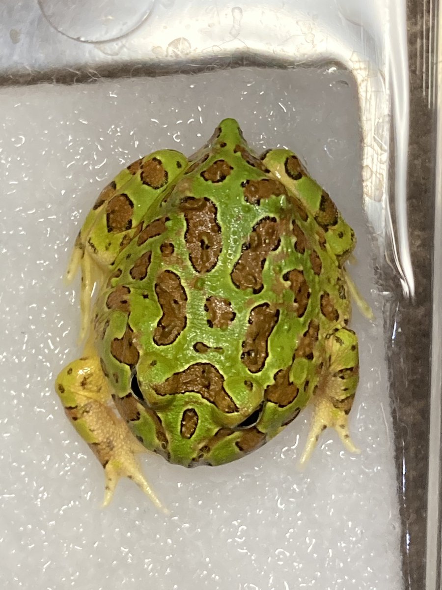 Mas Masa Masmasa269 Twitter