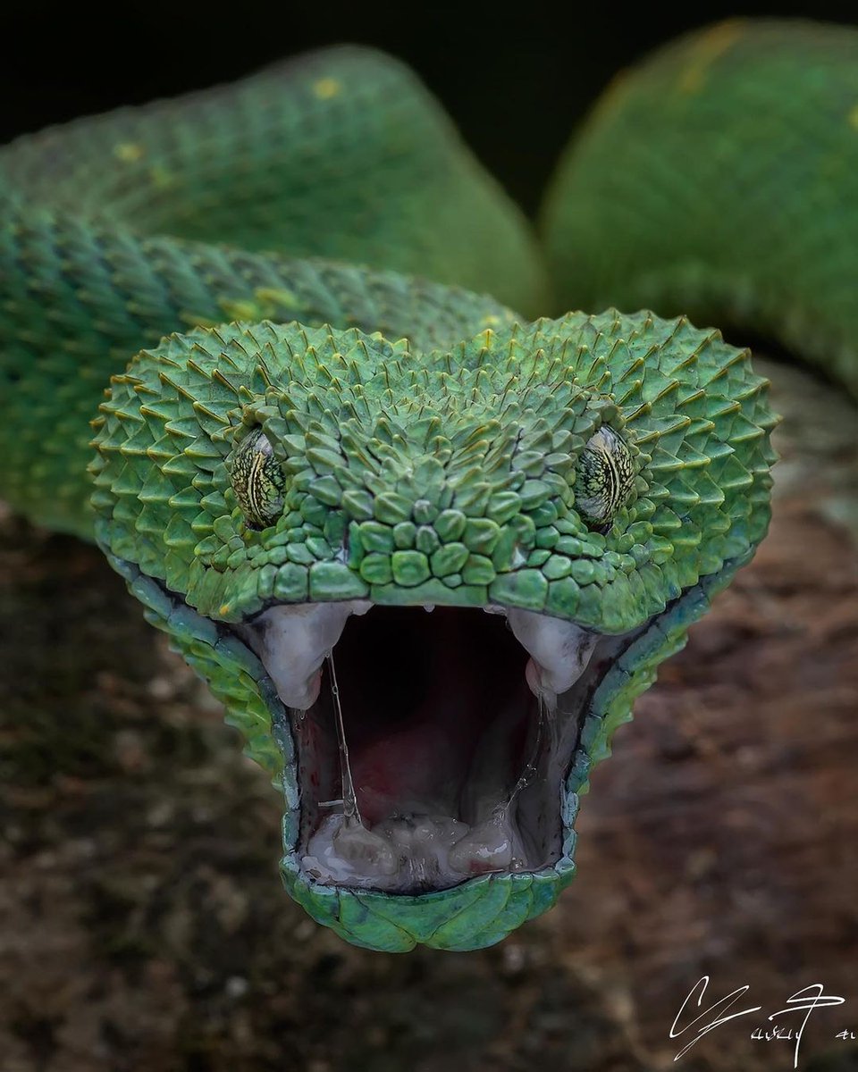 ManimalStrong's tweet image. No one does it better than nature. 🐍🤘✊ #FunctionalPerformance