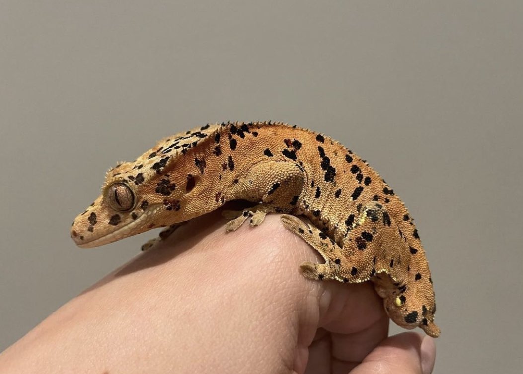 LAFinGeckos's tweet photo. First of our 5 we got from Altitude Exotics. No name currently. He is an Ink Spot Super Dalmatian #Inkspotsuperdalmatian #inkspot #superdalmatian #inked #superdal #lafingeckos #cresties #crestedgecko #Gecko #crestie https://t.co/ehqmk6vpYa
