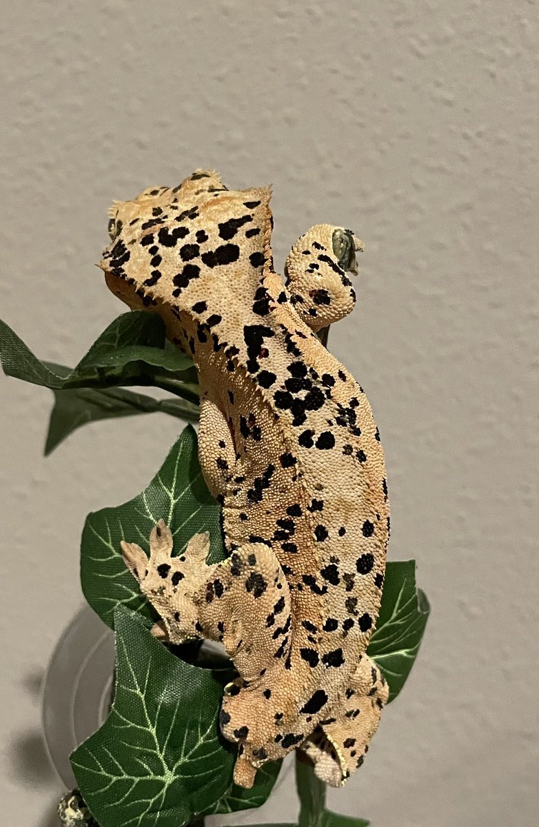 LAFinGeckos's tweet photo. First of our 5 we got from Altitude Exotics. No name currently. He is an Ink Spot Super Dalmatian #Inkspotsuperdalmatian #inkspot #superdalmatian #inked #superdal #lafingeckos #cresties #crestedgecko #Gecko #crestie https://t.co/ehqmk6vpYa