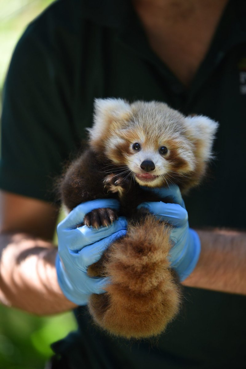 RedPandaEveryHr's tweet photo. https://t.co/MBSHjHW4UI