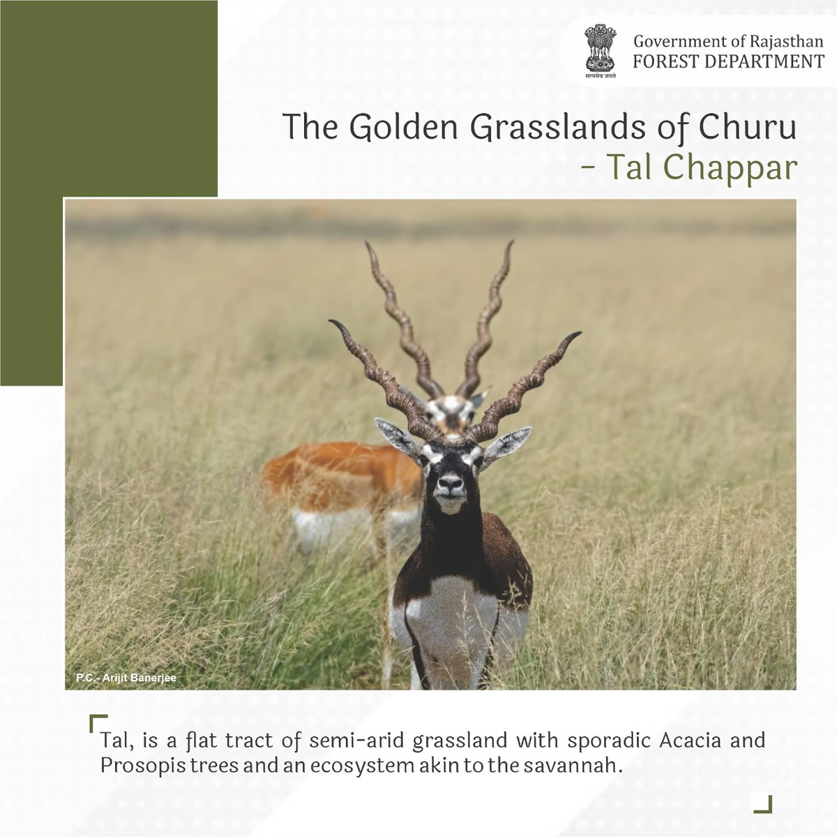 ForestRajasthan's tweet photo. Explore #Talchappar - The Golden Grasslands
#Rajasthan #RajasthanGovernment
#Environment #nature #biodiversity #Forest #GOR #Churu #Rajasthan #Birds #Birdsanctuary #Migratorybirds #Blackbug #visit #Goldenland #Ecosystem
Wildlife Crime Control Bureau https://t.co/WzX1AOZ9sO