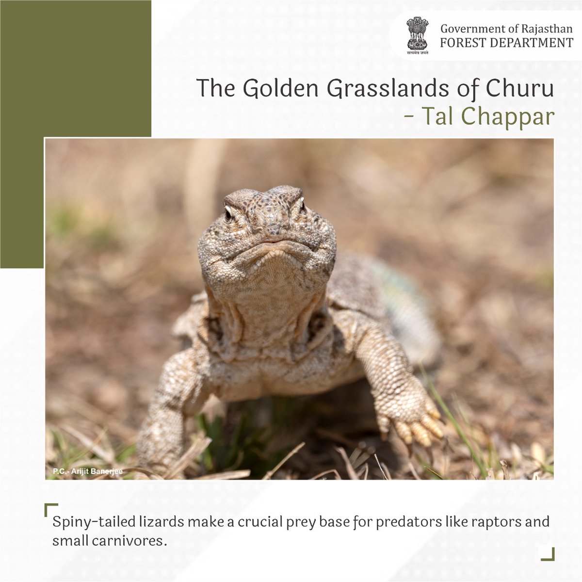 ForestRajasthan's tweet photo. Explore #Talchappar - The Golden Grasslands
#Rajasthan #RajasthanGovernment
#Environment #nature #biodiversity #Forest #GOR #Churu #Rajasthan #Birds #Birdsanctuary #Migratorybirds #Blackbug #visit #Goldenland #Ecosystem
Wildlife Crime Control Bureau https://t.co/WzX1AOZ9sO