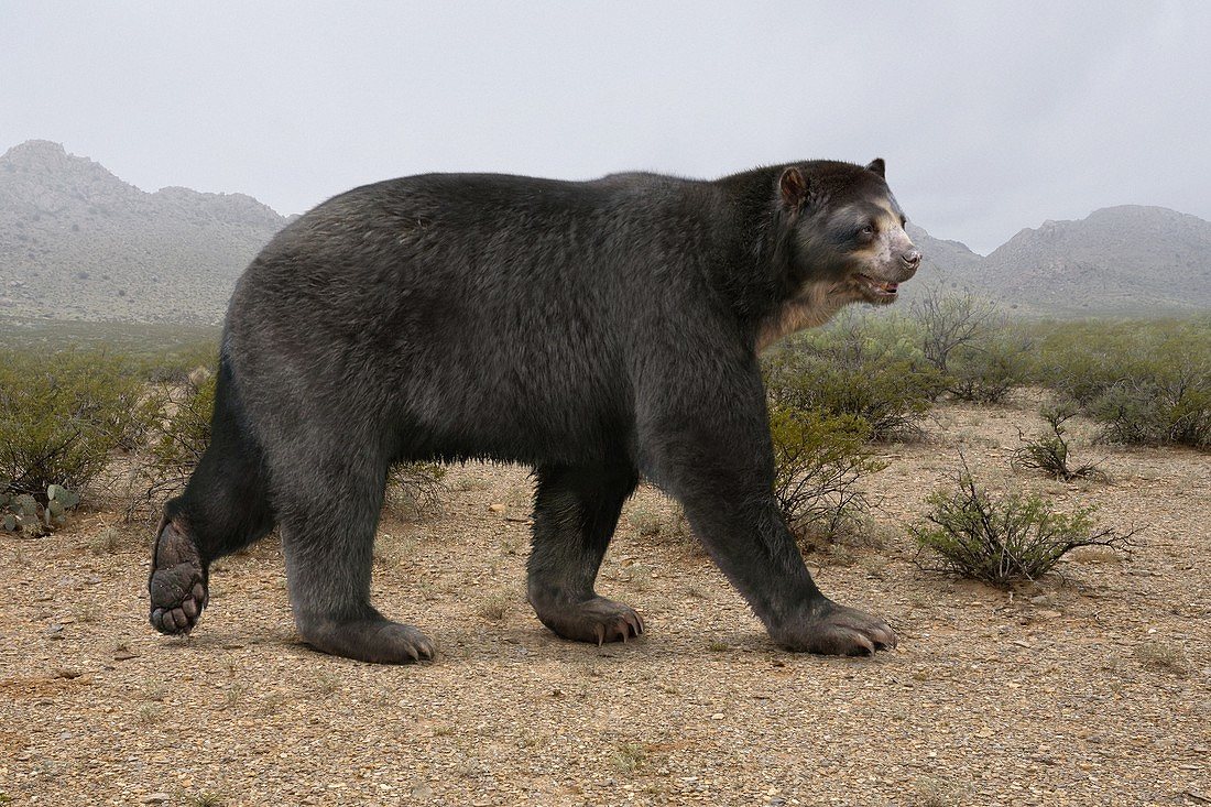 В африке живут медведи. Гигантский Короткомордый медведь. Короткомордый пещерный медведь. Южноамериканский Короткомордый медведь. Доисторические хищники Короткомордый медведь.