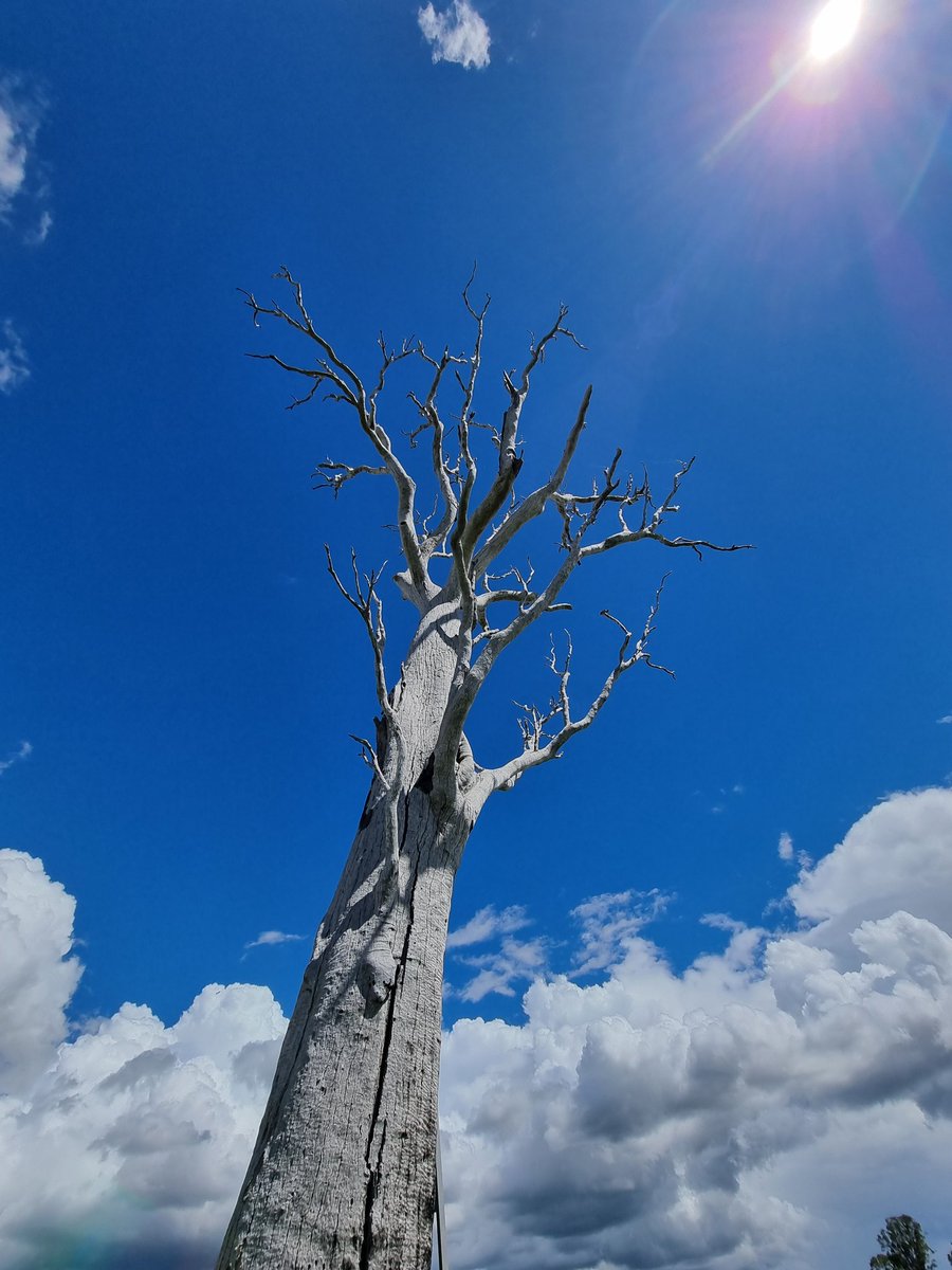 AarontheEcolog's tweet photo. Grand old dead paddock tree still providing important habitat for the farm. #Llara @SiaSydney @SydneySOLES #droughtNet https://t.co/rVRsOJ7TuX