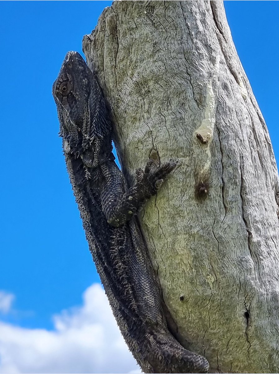 AarontheEcolog's tweet photo. Grand old dead paddock tree still providing important habitat for the farm. #Llara @SiaSydney @SydneySOLES #droughtNet https://t.co/rVRsOJ7TuX