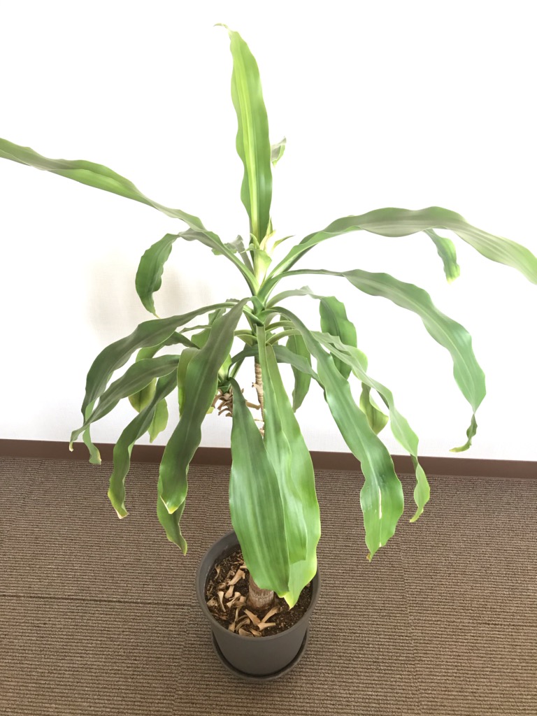 株式会社ワコー 続報 花が咲きました とつぶやきたかった幸福の木 ドラセナ ですが まだです あれから蕾がぐんぐんと伸び 今にも花が咲きそうではあるのですが まだです 普段は会議室にあり低温環境なのが原因かもしれませんので 設計室に移動