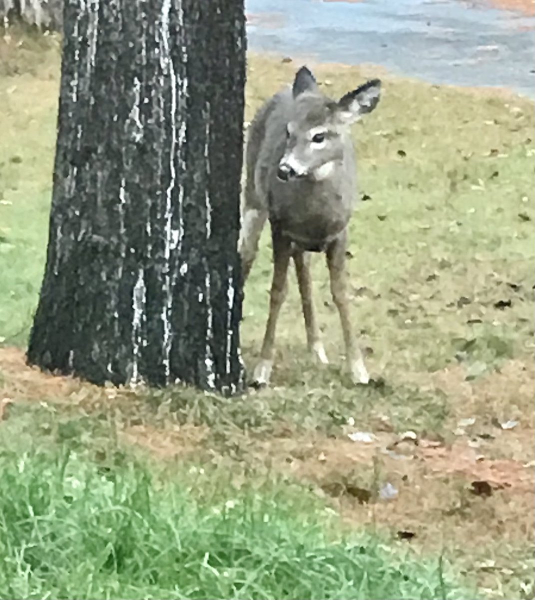 kellybug's tweet photo. ๐ฆ๐ป๐ฒ๐๐an albino momma deer&a wee one at our front https://t.co/cSlaNNu5Hi fav part about living on โThe Bluffโ-Miโkmaโki designated under the Wilderness Areas Protection Act since October 2011. #EastCoast #bluenoser #YouThinkYouHaveTime #GetItDone #StopDreamingStopLiving https://t.co/Dj7djnh2hI